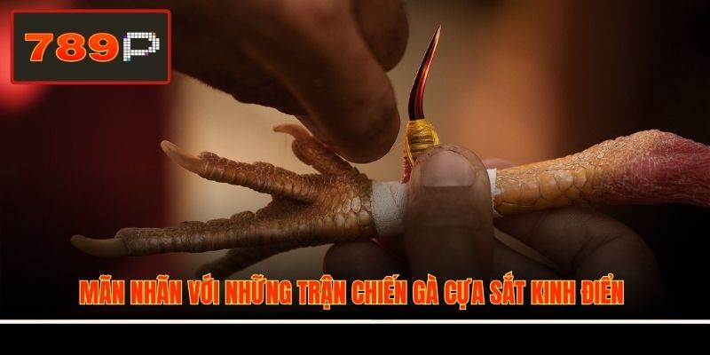 Mãn nhãn với những trận chiến gà cựa sắt kinh điển