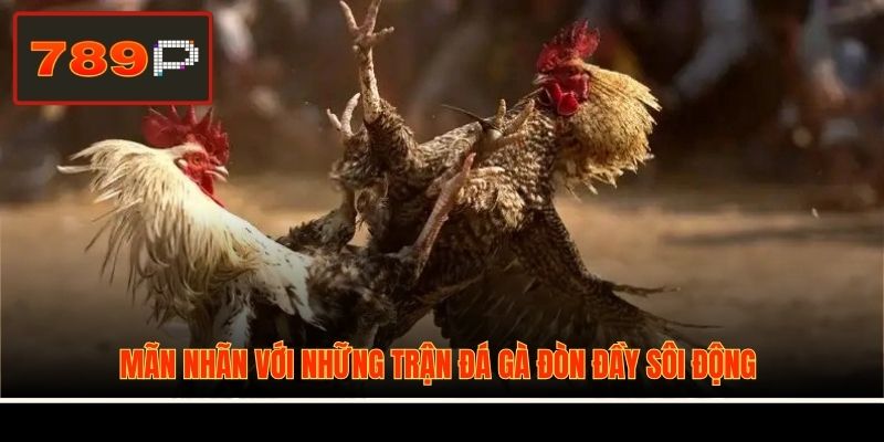 Mãn nhãn với những trận đá gà đòn đầy sôi động